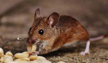 24 Hour & Emergency Exterminators in Lacota, MI